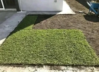 Kikuyu grass and etc