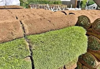 Kikuyu grass and etc