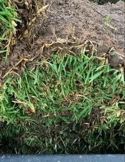 Kikuyu grass and etc