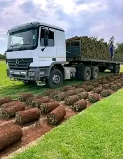 Kikuyu grass and etc