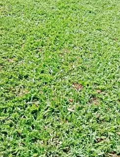 Kikuyu grass and etc