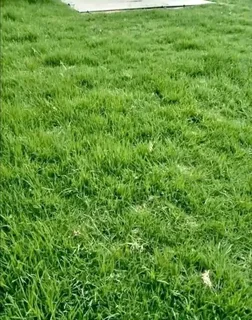 Kikuyu grass and etc