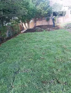 Kikuyu grass and etc