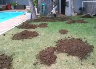 Compost, topsoil and Lawn dressing