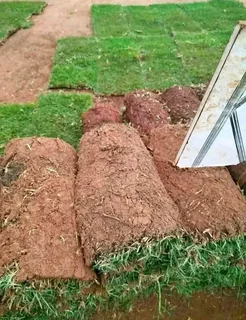 Kikuyu grass and etc