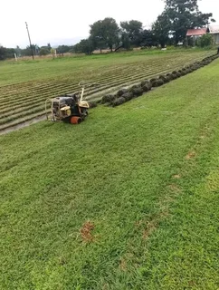 Kikuyu grass and etc