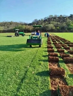 Kikuyu grass and etc