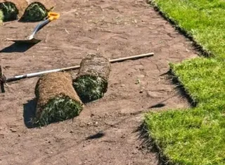 Kikuyu grass and etc