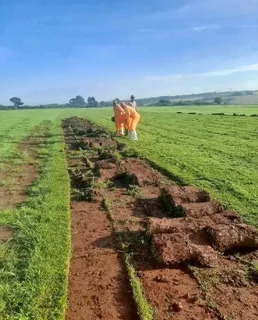 Kikuyu grass and etc