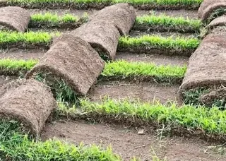 Kikuyu grass and etc