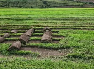 Kikuyu grass and etc