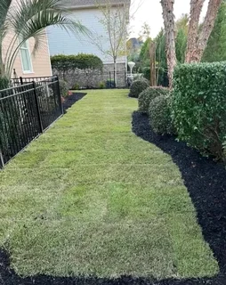 Kikuyu grass and etc