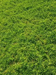 Kikuyu grass and etc