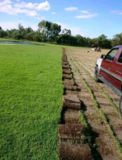 Kikuyu grass and etc etc