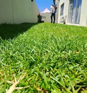 Kikuyu grass and etc etc