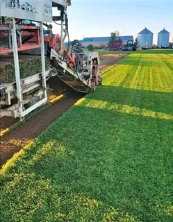 Kikuyu grass and etc etc