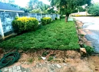 Kikuyu grass and etc