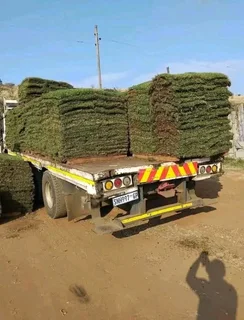 Kikuyu grass and etc