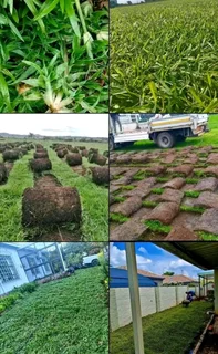 Kikuyu grass and etc