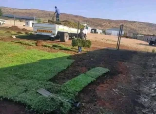 Kikuyu grass and etc