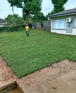 Kikuyu grass and etc