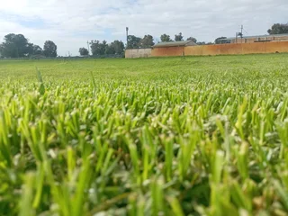 Kikuyu grass and etc