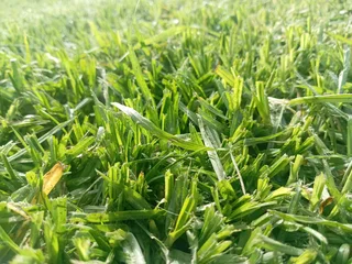 Kikuyu grass and etc