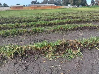 Kikuyu grass and etc