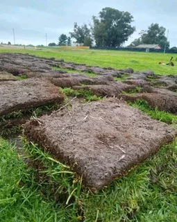 Kikuyu grass Kikuyu grass