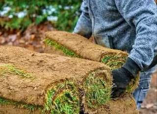 Kikuyu grass Kikuyu grass