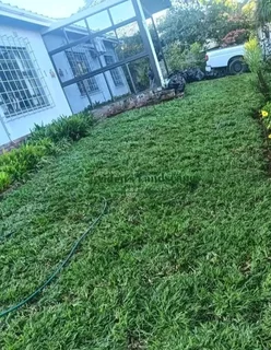 Kikuyu grass Kikuyu grass