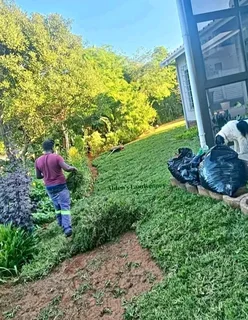 Kikuyu grass Kikuyu grass