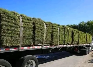 Kikuyu grass Kikuyu grass