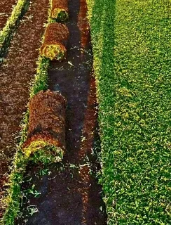 Kikuyu grass Kikuyu grass