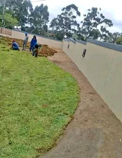 Kikuyu grass Kikuyu grass