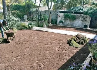 Kikuyu grass Kikuyu grass