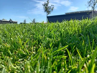 Kikuyu grass and etc