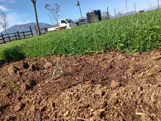 Kikuyu grass and etc