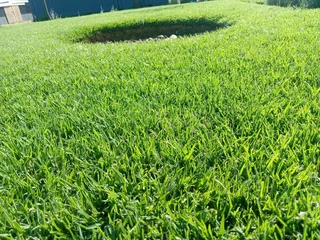 Kikuyu grass and etc