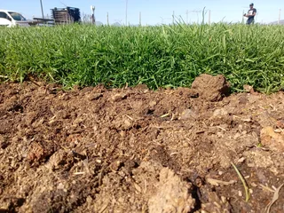 Kikuyu grass and etc