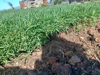 Kikuyu grass and etc