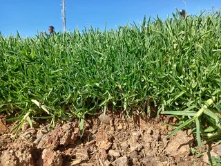 Kikuyu grass and etc