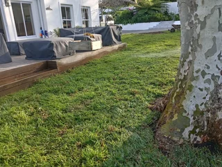 Kikuyu grass and etc