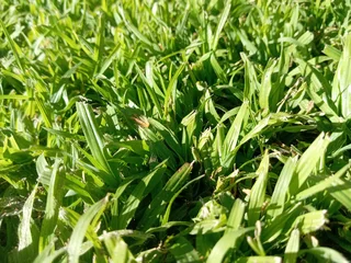 Kikuyu grass and etc