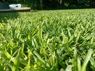 Kikuyu grass and etc