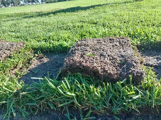 Kikuyu grass and etc