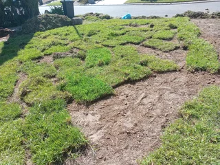 Kikuyu grass and etc