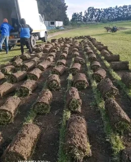 Kikuyu grass and etc