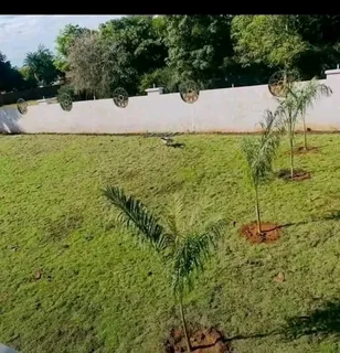 Kikuyu grass and etc