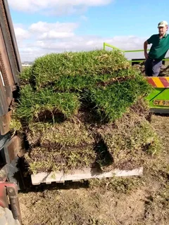 Kikuyu grass and etc